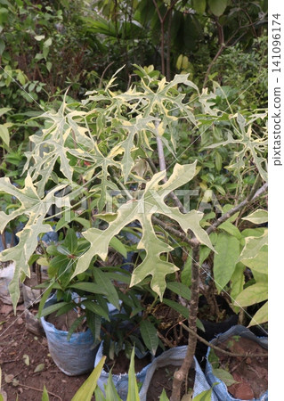 Cnidoscolus aconitifolius variegatus, Variegated Chaya, Variegated Maya Spinach plant Cnidoscolus aconitifolius variegatus, Variegated Chaya, Variegated Maya Spinach plant 141096174