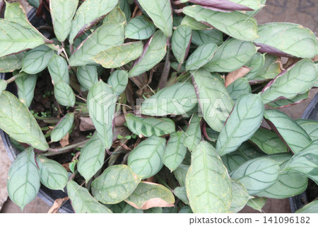 Ctenanthe leaf plant on farm Ctenanthe leaf plant on farm 141096182