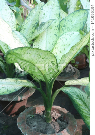 Dieffenbachia Galaxy leaf plant on farm Dieffenbachia Galaxy leaf plant on farm 141096194