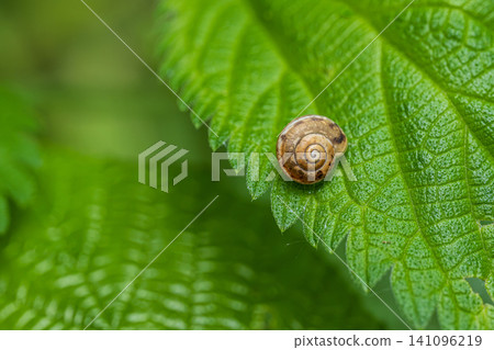 High angle macro view of a spiraled snail shell resting on a textured green leaf High angle macro view of a spiraled snail shell resting on a textured green leaf 141096219