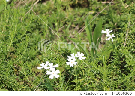 White flowers, moss phlox White flowers, moss phlox 141096300