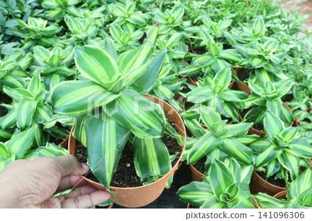 Dracaena steudneri Sol leaf plant in farm Dracaena steudneri Sol leaf plant in farm 141096306
