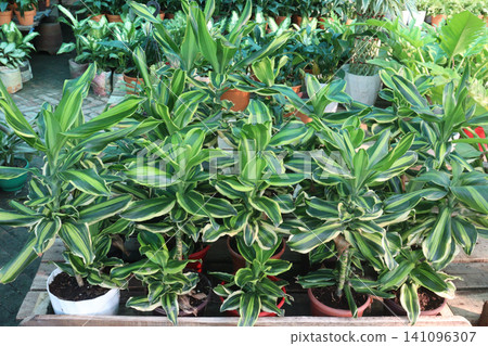 Dracaena steudneri Sol leaf plant in farm Dracaena steudneri Sol leaf plant in farm 141096307