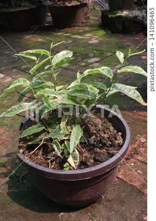 Ficus Prestige, Ficus Golden, evergreen houseplant Ficus Prestige, Ficus Golden, evergreen houseplant 141096465