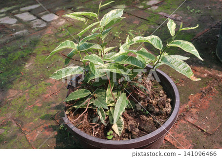 Ficus Prestige, Ficus Golden, evergreen houseplant Ficus Prestige, Ficus Golden, evergreen houseplant 141096466