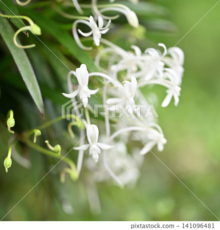 Vanda falcata in early summer Vanda falcata in early summer 141096481