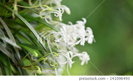 Vanda falcata in early summer Vanda falcata in early summer 141096493