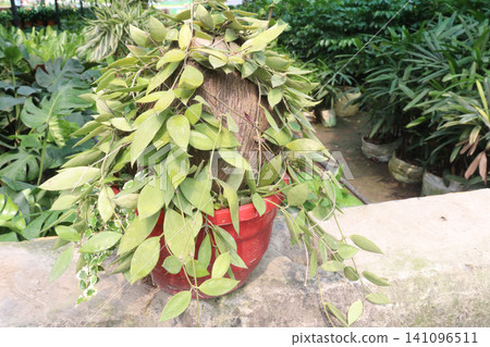 Hoya gracilis leaf, flowering plant on hanging pot in farm Hoya gracilis leaf, flowering plant on hanging pot in farm 141096511