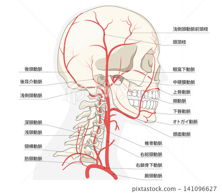 頭部和頸部動脈的解剖圖（血管示意圖） 141096627