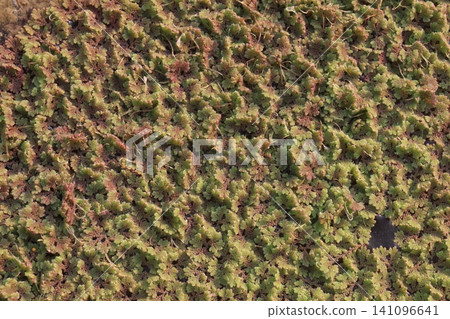Mosquito ferns, Azolla is a aquatic ferns Mosquito ferns, Azolla is a aquatic ferns 141096641