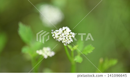 日本歐芹(芹菜)花 日本歐芹(芹菜)花 141096645