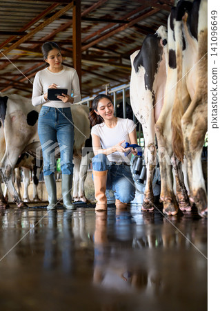 Dairy workers inspecting cow udder and recording data during milking process Dairy workers inspecting cow udder and recording data during milking process 141096649