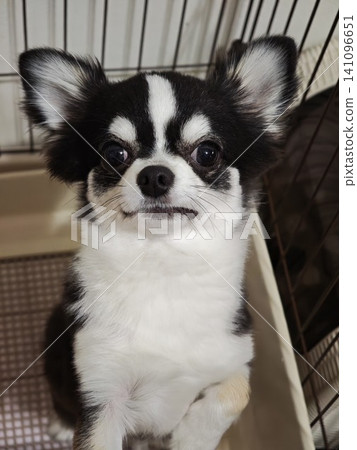 A Chihuahua being told to wait for its food. A Chihuahua being told to wait for its food. 141096651