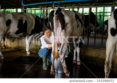 Dairy worker woman attaching milking machine to cow udder in dairy farm production process Dairy worker woman attaching milking machine to cow udder in dairy farm production process 141096652