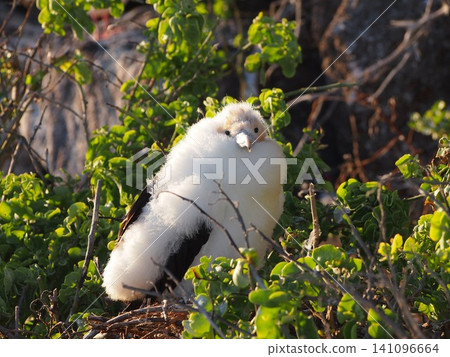 A frigatebird chick gazes straight ahead from amidst the green foliage (Ecuador) A frigatebird chick gazes straight ahead from amidst the green foliage (Ecuador) 141096664