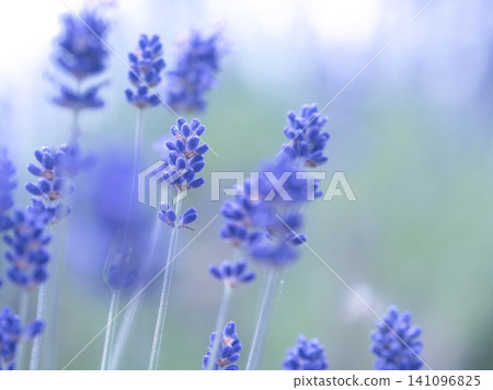 Blue lavender flowers Blue lavender flowers 141096825