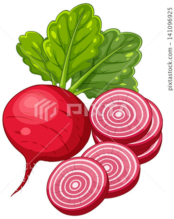 Vector Illustration of a Whole Beetroot with Sliced Rounds and Leaves Vector Illustration of a Whole Beetroot with Sliced Rounds and Leaves 141096925