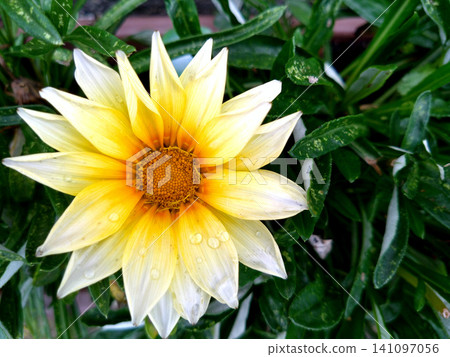 Pale yellow gazania flowers, covered in morning dew. Pale yellow gazania flowers, covered in morning dew. 141097056