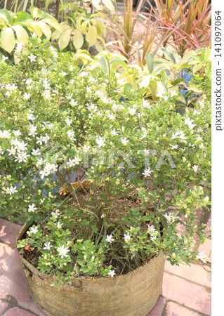 Dwarf Murraya paniculata, called Dwarf Kamini,Orange Jasmine evergreen shrub Dwarf Murraya paniculata, called Dwarf Kamini,Orange Jasmine evergreen shrub 141097064