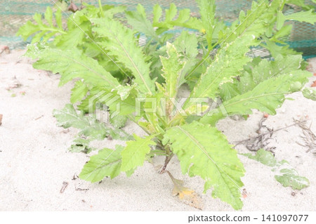 Erechtites hieraciifolius flower, ornamental, annual herb on jungle Erechtites hieraciifolius flower, ornamental, annual herb on jungle 141097077