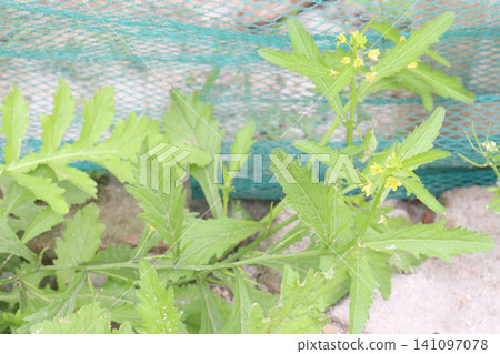 Erechtites hieraciifolius flower, ornamental, annual herb on jungle Erechtites hieraciifolius flower, ornamental, annual herb on jungle 141097078