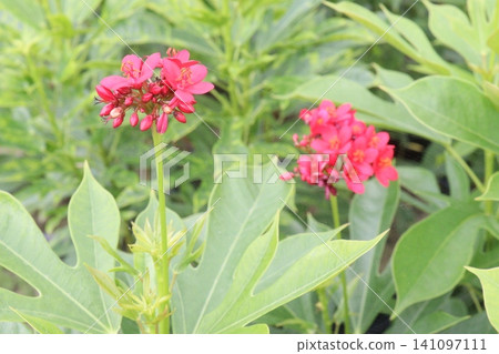 Jatropha integerrima, Pandurifolia, Peregrina, Spicy Jatropha Plant Jatropha integerrima, Pandurifolia, Peregrina, Spicy Jatropha Plant 141097111