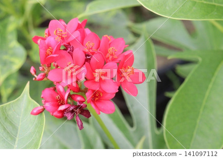 Jatropha integerrima, Pandurifolia, Peregrina, Spicy Jatropha Plant Jatropha integerrima, Pandurifolia, Peregrina, Spicy Jatropha Plant 141097112
