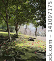 Garden with moss 141097175