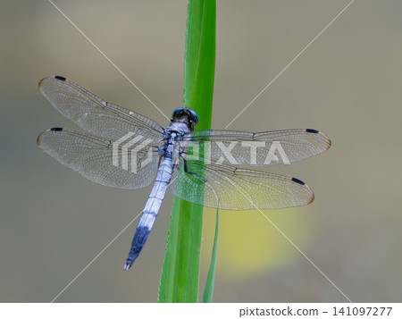 A common skimmer dragonfly perched on a blade of grass; a beautiful summer insect with intricate wing patterns. A common skimmer dragonfly perched on a blade of grass; a beautiful summer insect with intricate wing patterns. 141097277