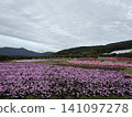 Moss phlox in full bloom and mountains visible in the distance. 141097278