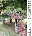 Trees with autumn leaves 141097352