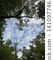 The sky beyond the trees 141097746