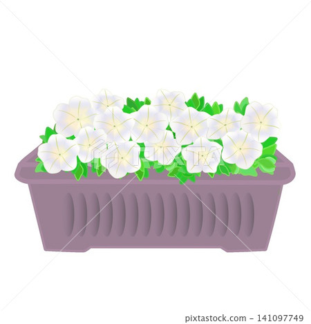 圖中是種植在花盆裡的矮牽牛花。 141097749