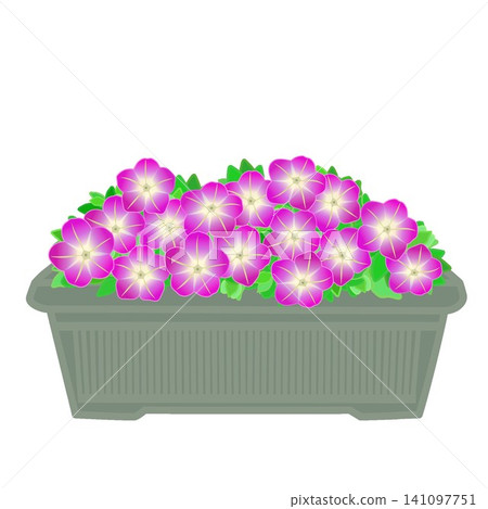 圖中是種植在花盆裡的矮牽牛花。 141097751
