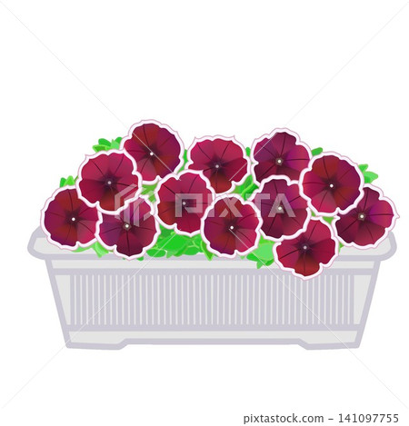 圖中是種植在花盆裡的矮牽牛花。 141097755