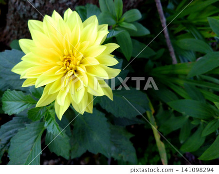 Lemon-yellow dahlia flowers blooming in the shade of a tree Lemon-yellow dahlia flowers blooming in the shade of a tree 141098294