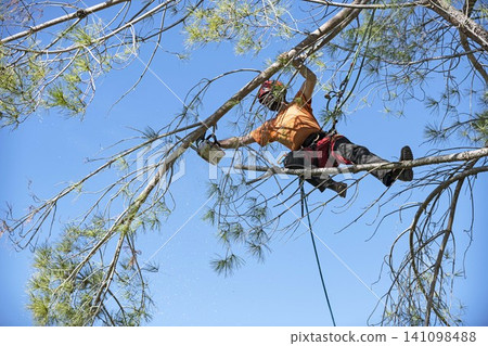 pruning a tree pruning a tree 141098488