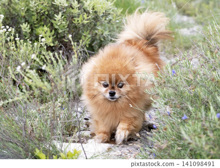 puppy pomeranian in nature puppy pomeranian in nature 141098491