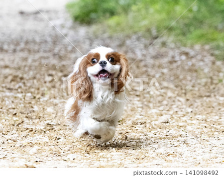 cavalier king charles cavalier king charles 141098492