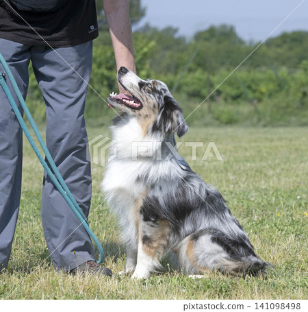 training of australian shepherd training of australian shepherd 141098498