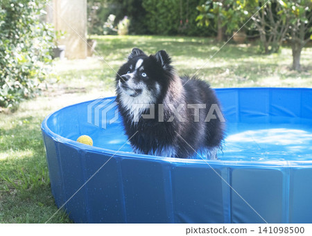 Pomsky and swimming pool Pomsky and swimming pool 141098500