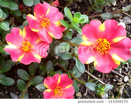 A vibrant cluster of portulaca flowers adorns the summer flowerbeds. A vibrant cluster of portulaca flowers adorns the summer flowerbeds. 141098570