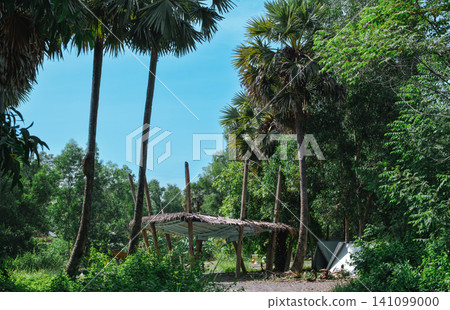 palm trees on the beach 141099000