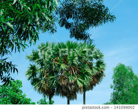 Sugar Palm Trees Above Rural Thatched Shelter Tropical Village Sugar Palm Trees Above Rural Thatched Shelter Tropical Village 141099002
