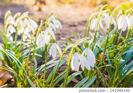 Beautiful snowdrop flowers (Galanthus nivalis) at spring. The first flowers of snowdrops in early spring Beautiful snowdrop flowers (Galanthus nivalis) at spring. The first flowers of snowdrops in early spring 141099180