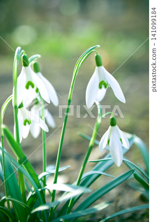Beautiful snowdrop flowers (Galanthus nivalis) at spring. The first flowers of snowdrops in early spring Beautiful snowdrop flowers (Galanthus nivalis) at spring. The first flowers of snowdrops in early spring 141099184