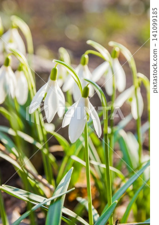 Beautiful snowdrop flowers (Galanthus nivalis) at spring. The fi Beautiful snowdrop flowers (Galanthus nivalis) at spring. The fi 141099185