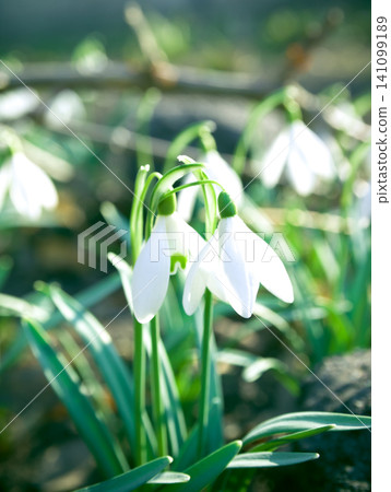 Beautiful snowdrop flowers (Galanthus nivalis) at spring. The first flowers of snowdrops in early spring Beautiful snowdrop flowers (Galanthus nivalis) at spring. The first flowers of snowdrops in early spring 141099189