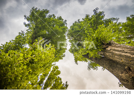 View of poplar trees from bottom to top in cloudy weather. Green foliage on poplars View of poplar trees from bottom to top in cloudy weather. Green foliage on poplars 141099198