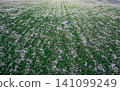 The football field with artificial green grass is covered with a 141099249